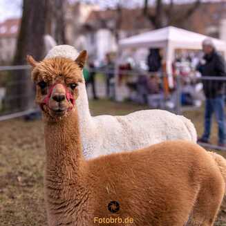 Weihnachtszauber 3.0: Plötzlich erstrahlt die Altstadt - Fotobrb: Faszination Fotografie aus Brandenburg an der Havel Alpaka aus Rietz