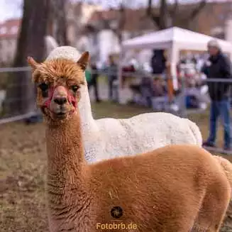 Alpaka aus Rietz