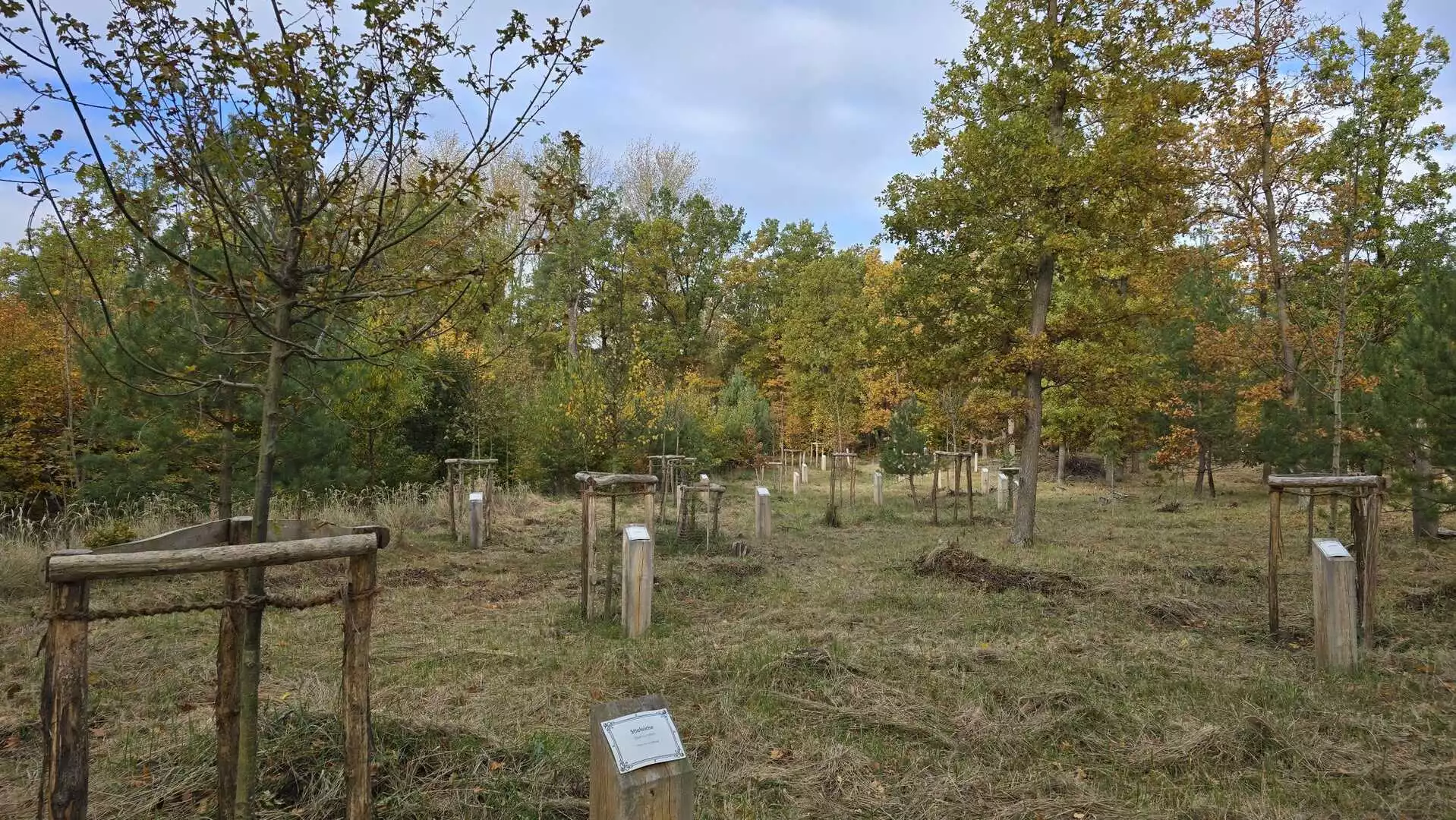 Blick auf den städtischen Bürgerwald als Baumpate. © Stadt Brandenburg an der Havel / Th. Messerschmidt