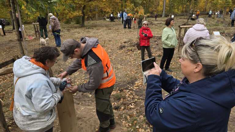 Menschen pflanzen Bäume im Wald. Eindruck vom 2. Baumpate beim Pflanzfest im Oktober 2025. © Stadt Brandenburg an der Havel / Th. Messerschmidt