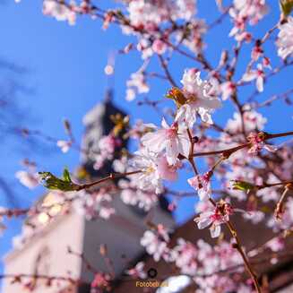 St. Gotthardkirche – Brandenburg an der Havel im Frühling