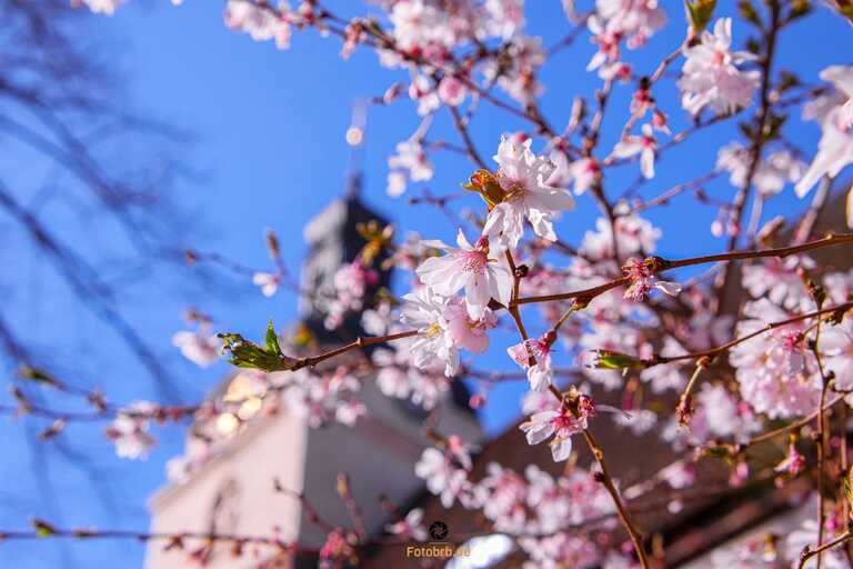 St. Gotthardkirche – Brandenburg an der Havel im Frühling