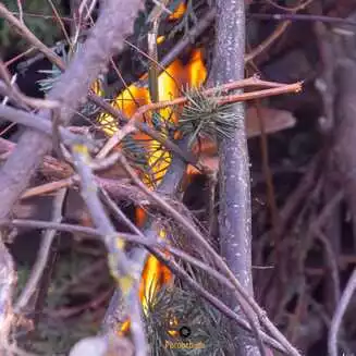 Osterfeuer Wiesenweg 2026 Foto Marco Petig 3450