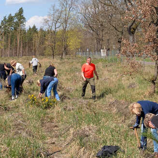 Die engagierten Mitarbeiterinnen und Mitarbeiter der Brandenburger Bank bepflanzten mit viel Fleiß einen etwa 300 Meter langen Waldrand am Schmöllner Weg. © Stadt Brandenburg an der Havel/Stadtforst