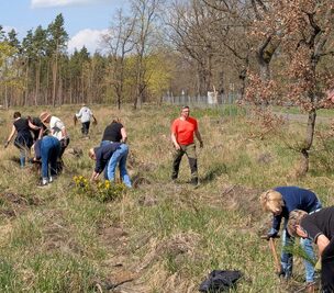 Die engagierten Mitarbeiterinnen und Mitarbeiter der Brandenburger Bank bepflanzten mit viel Fleiß einen etwa 300 Meter langen Waldrand am Schmöllner Weg. © Stadt Brandenburg an der Havel/Stadtforst