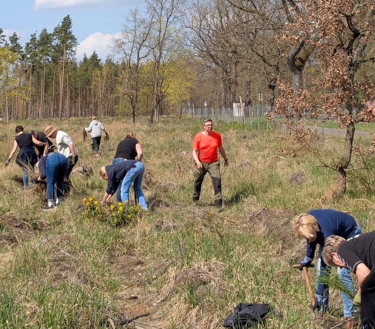 Die engagierten Mitarbeiterinnen und Mitarbeiter der Brandenburger Bank bepflanzten mit viel Fleiß einen etwa 300 Meter langen Waldrand am Schmöllner Weg. © Stadt Brandenburg an der Havel/Stadtforst