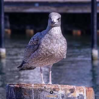 Warnemuende 2026 Foto Marco Petig 3487