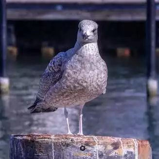 Warnemuende 2026 Foto Marco Petig 3487