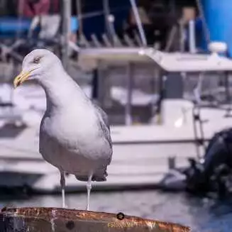 Warnemuende 2026 Foto Marco Petig 3488