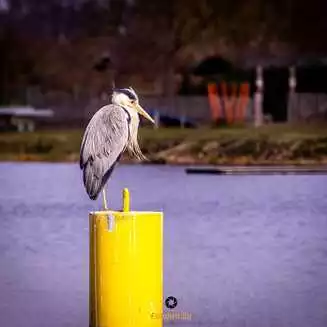 Werder Havel Foto Marco Petig 3430