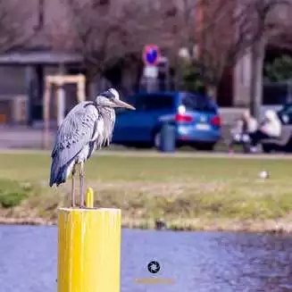 Werder Havel Foto Marco Petig 3431