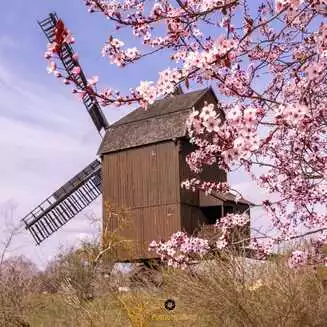 Baumblüte mit der Bockwindmühle