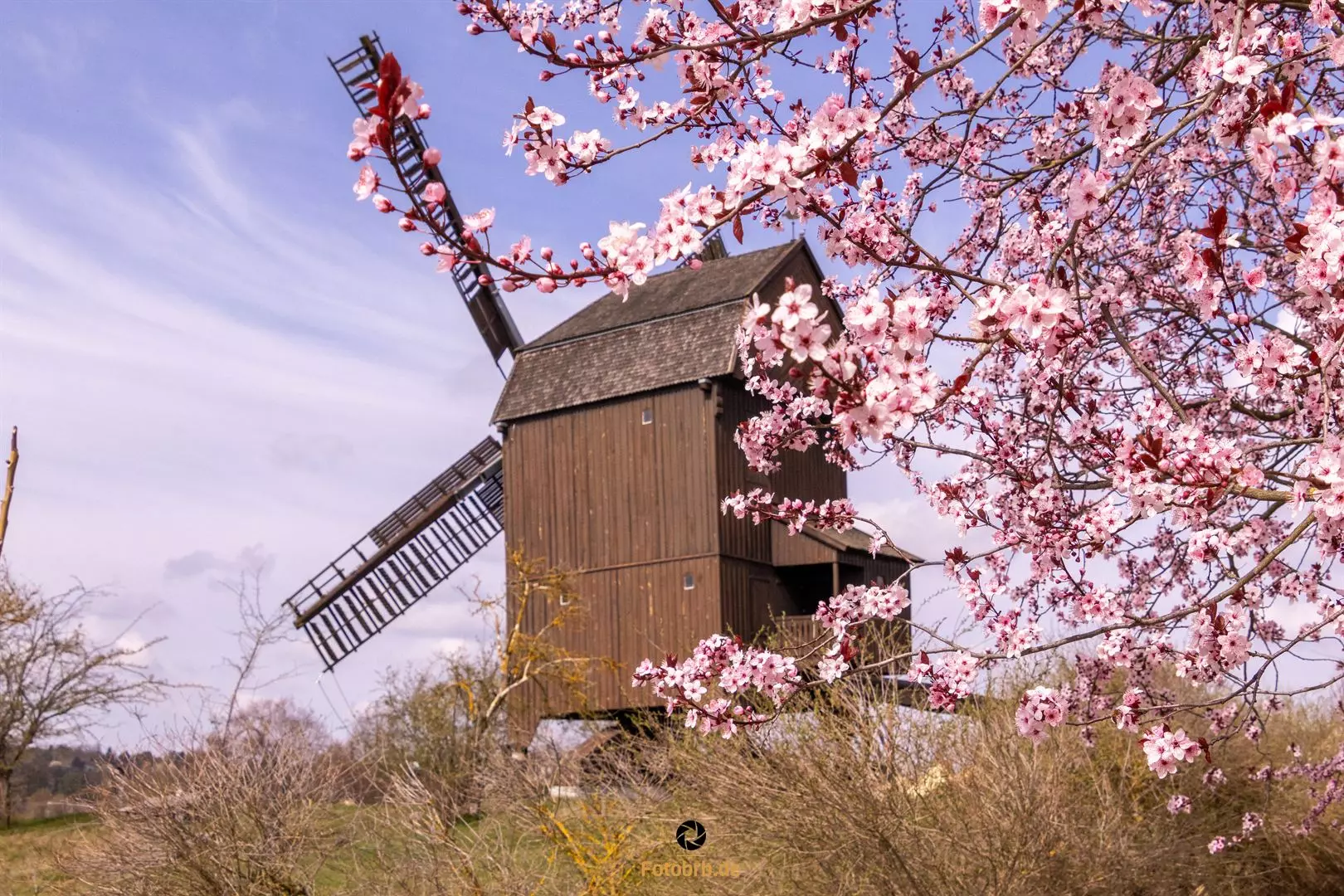 Baumblüte mit der Bockwindmühle
