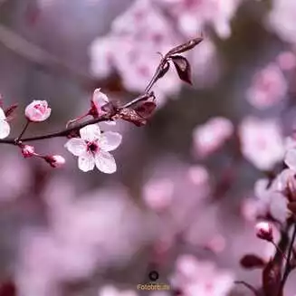 Werder Havel Foto Marco Petig 3441