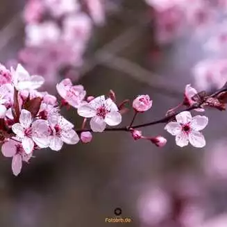 Werder Havel Foto Marco Petig 3442