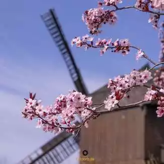 Werder Havel Foto Marco Petig 3443