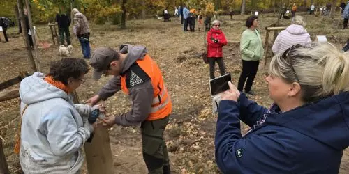 Menschen pflanzen Bäume im Wald. Eindruck vom 2. Baumpate beim Pflanzfest im Oktober 2025. © Stadt Brandenburg an der Havel / Th. Messerschmidt