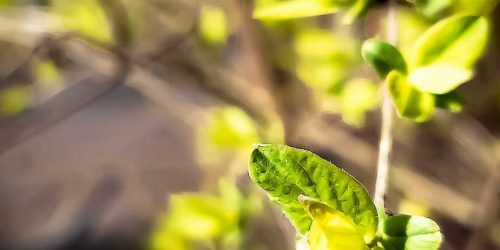 Aufblühen zu Frühling