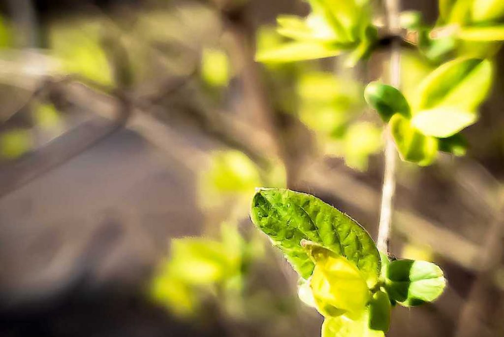 Aufblühen zu Frühling
