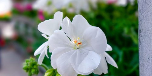 Frühlingszauber auf dem Brandenburger Gartenmarkt