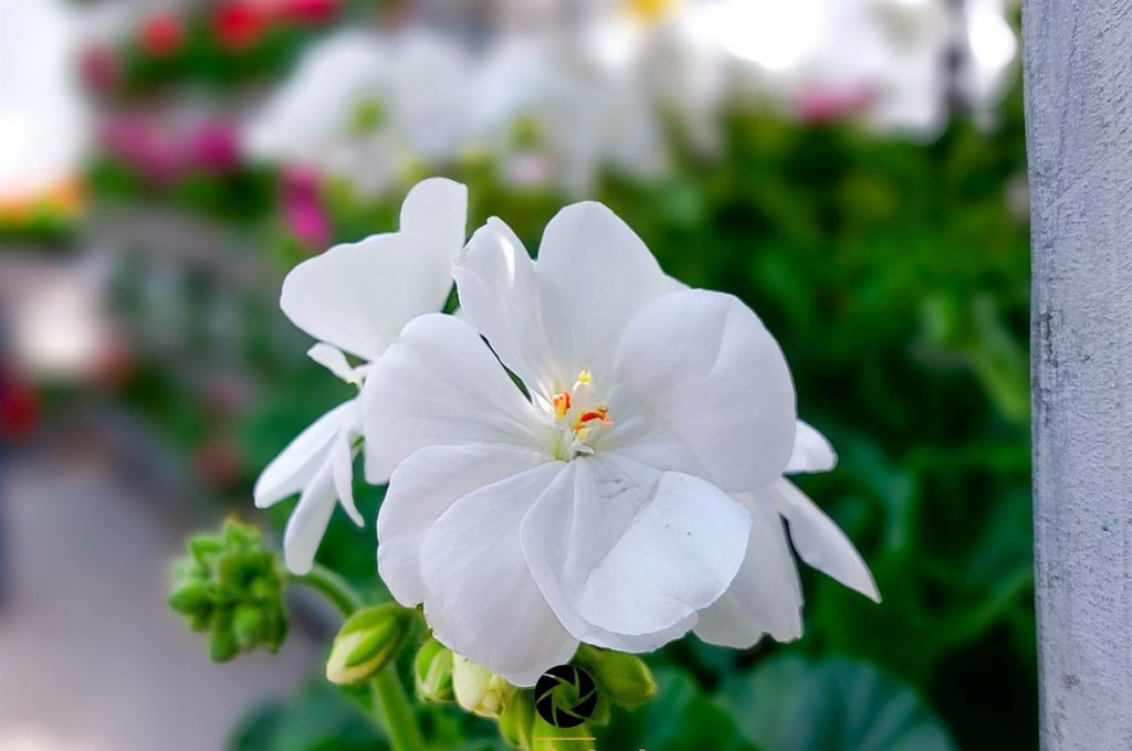 Frühlingszauber auf dem Brandenburger Gartenmarkt