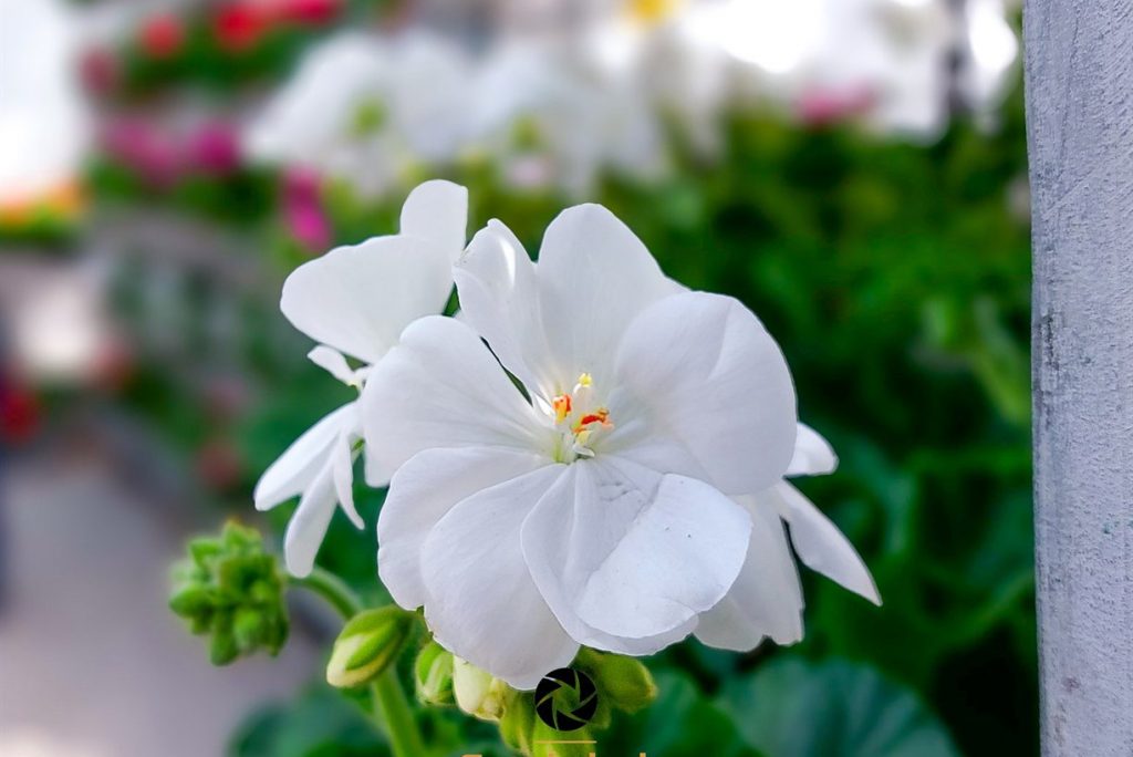 Frühlingszauber auf dem Brandenburger Gartenmarkt
