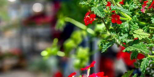 Frühlingszauber zum Gartenmarkt