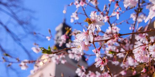 St. Gotthardkirche – Brandenburg an der Havel im Frühling