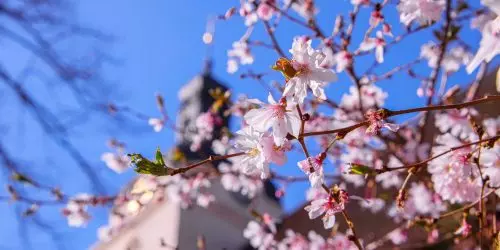 St. Gotthardkirche – Brandenburg an der Havel im Frühling
